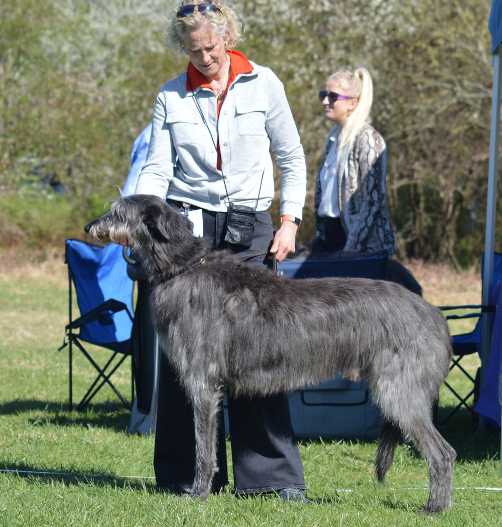 Veteran Dog 1st